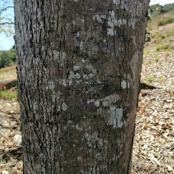 Cordia gerascanthus 树皮