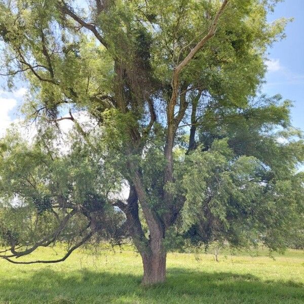 Salix humboldtiana Kora