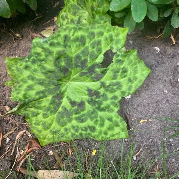 Podophyllum cv. 'Kaleidoscope' Φύλλο