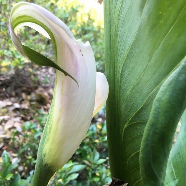 Zantedeschia aethiopica Flor