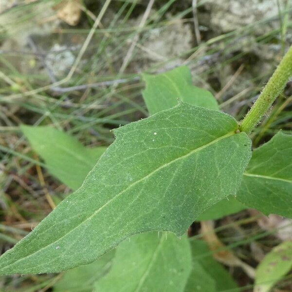 Hieracium umbellatum Lapas