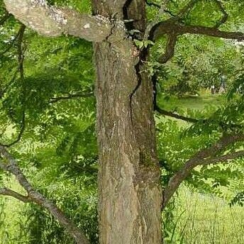 Gymnocladus dioicus Bark