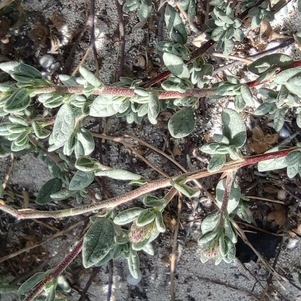 Helianthemum stipulatum Blad