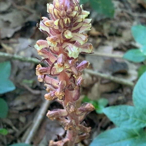 Orobanche hederae Fiore