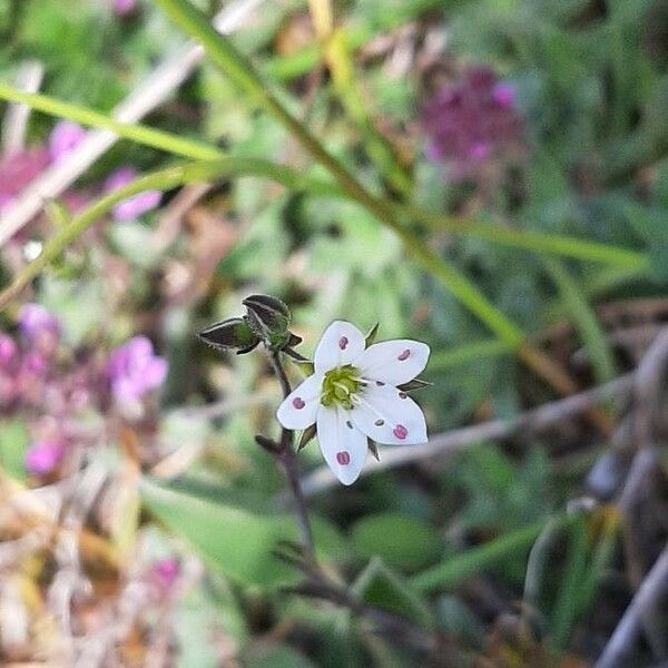 Sabulina verna Flower