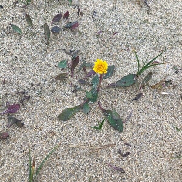 Sonchus bulbosus Flower