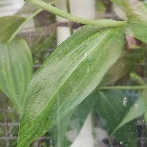 Gloriosa superba Feuille