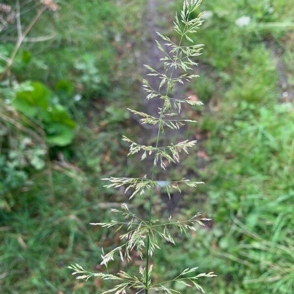 Agrostis stolonifera Flower