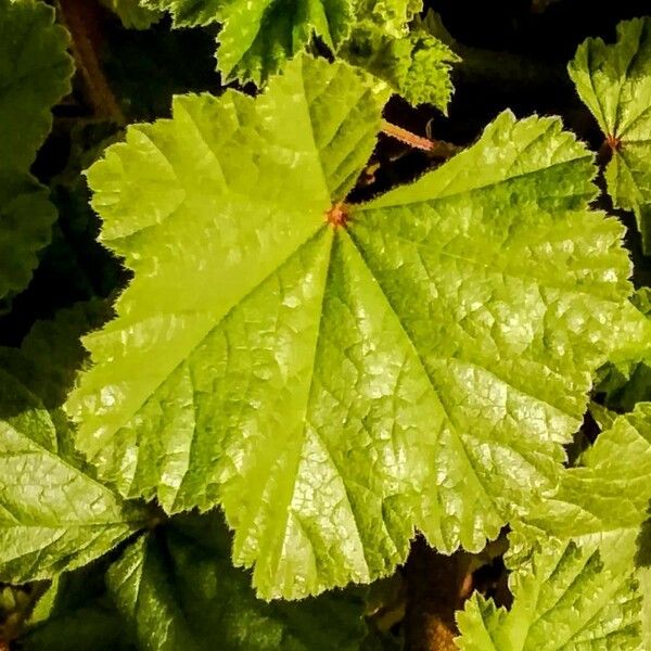 Malva sylvestris Leaf