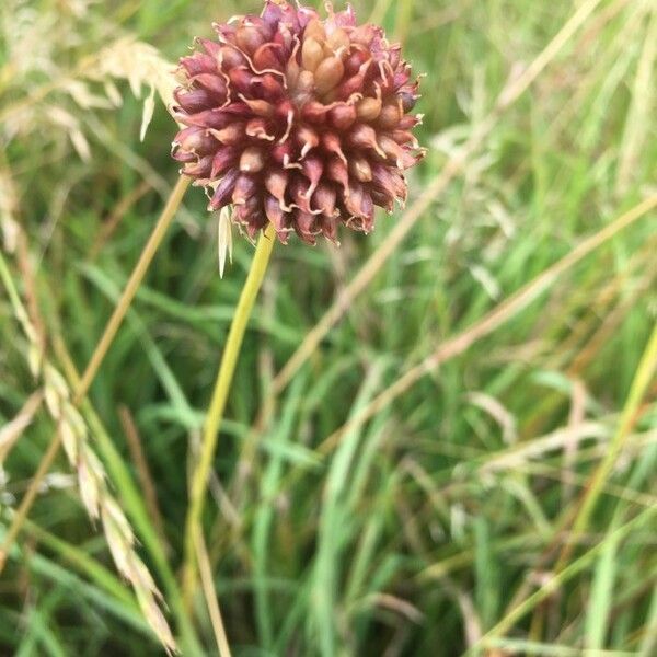 Allium vineale Frucht