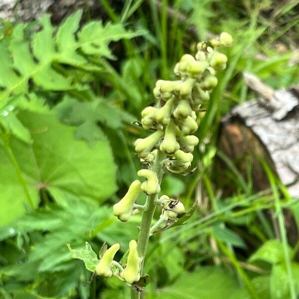 Aconitum vulparia Flower