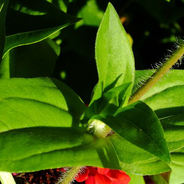 Zinnia peruviana Bark