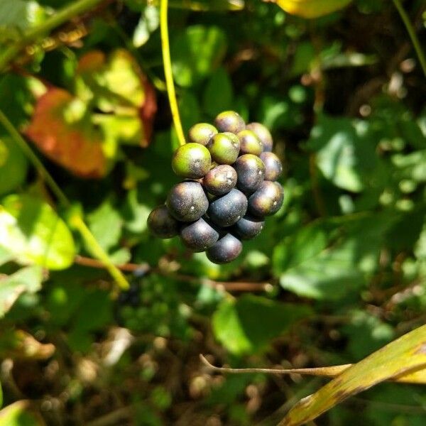 Smilax herbacea Fruit