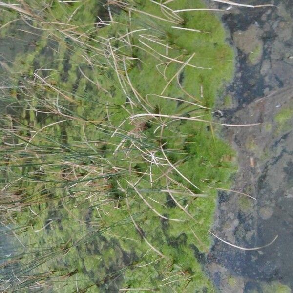 Typha minima Leaf