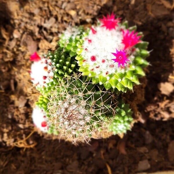 Mammillaria polythele Flor