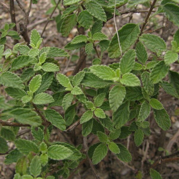 Lippia origanoides Elinympäristö