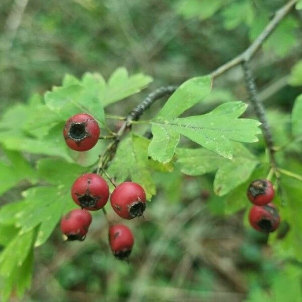 Crataegus rhipidophylla 葉