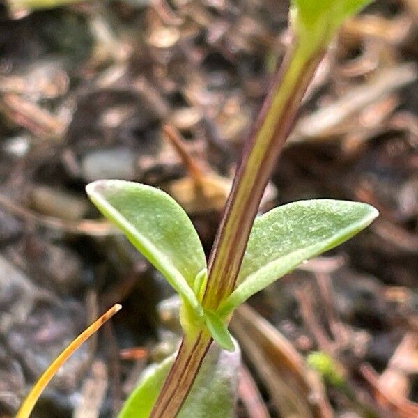 Gentiana utriculosa Feuille