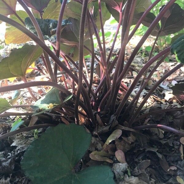 Ligularia dentata Bark