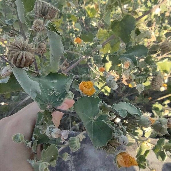 Abutilon indicum फूल