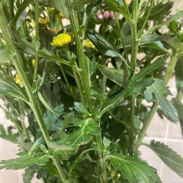 Chrysanthemum indicum Feuille