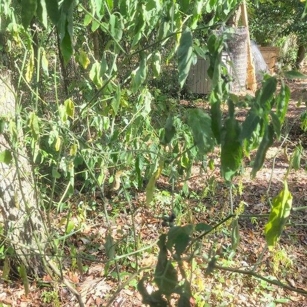 Solanum scabrum Ліст