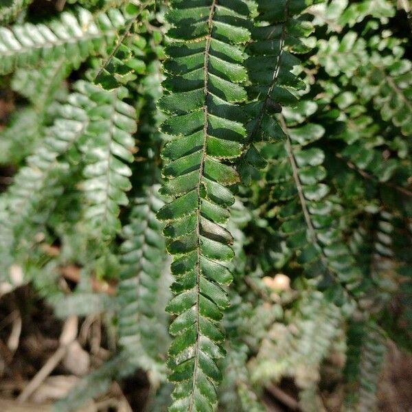 Adiantum hispidulum Leaf