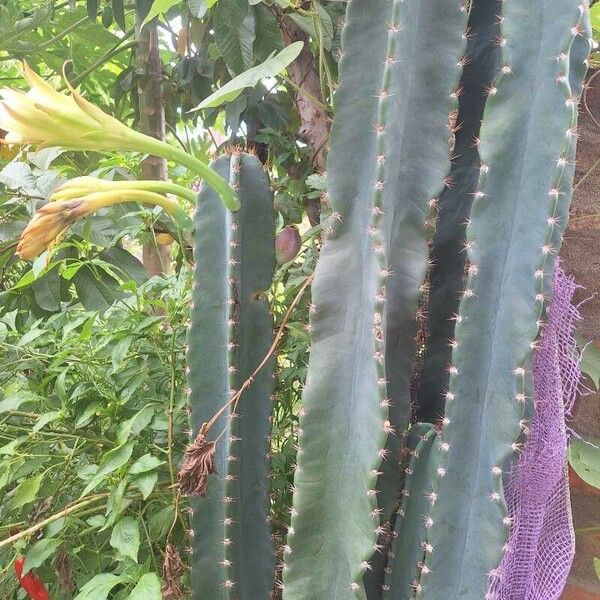 Cereus hexagonus Leaf