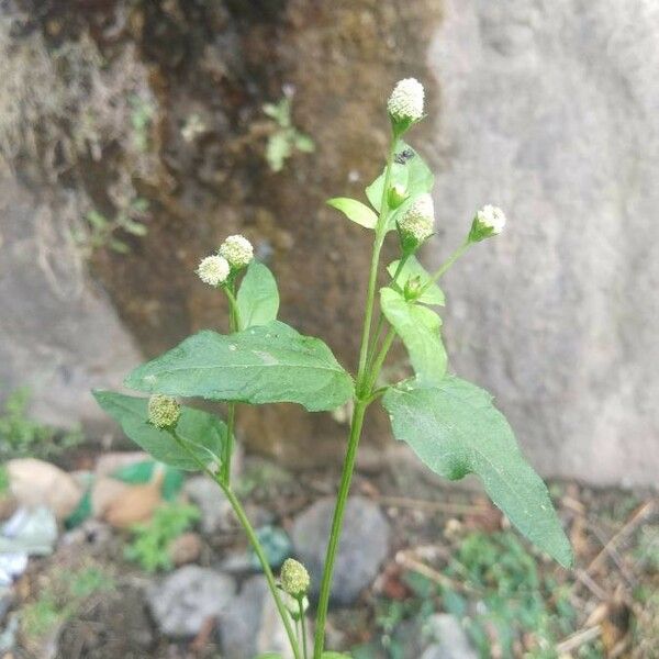 Acmella paniculata Leaf