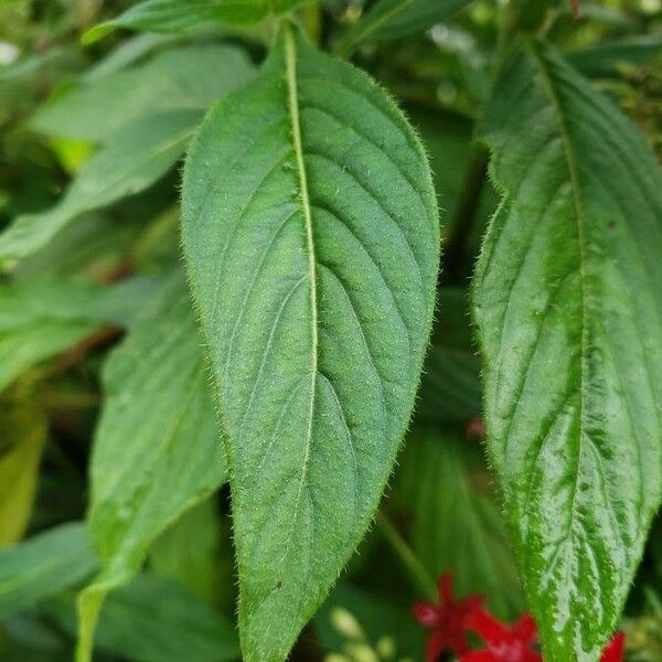 Pentas lanceolata ഇല