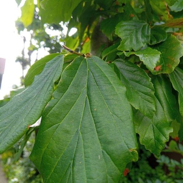 Hamamelis virginiana Folio