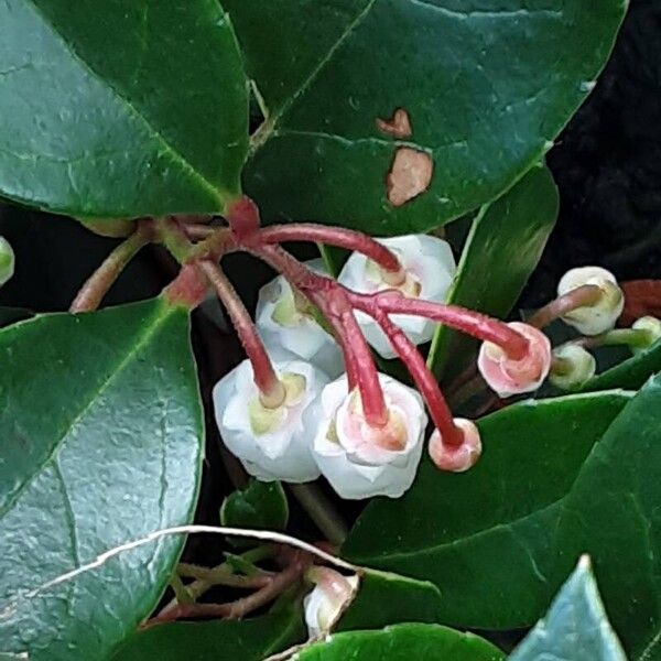 Gaultheria procumbens Λουλούδι