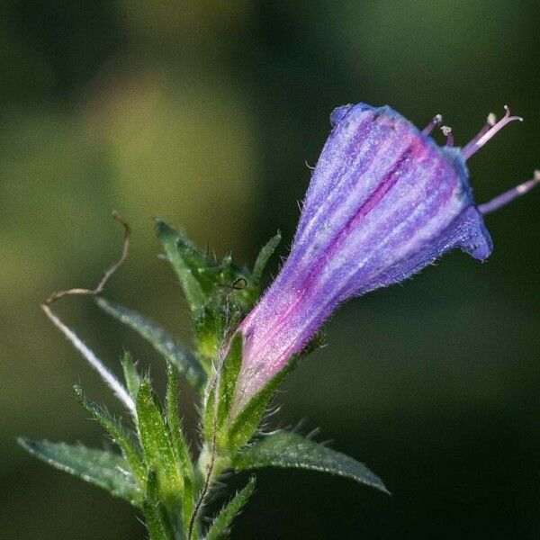 Echium rosulatum 花