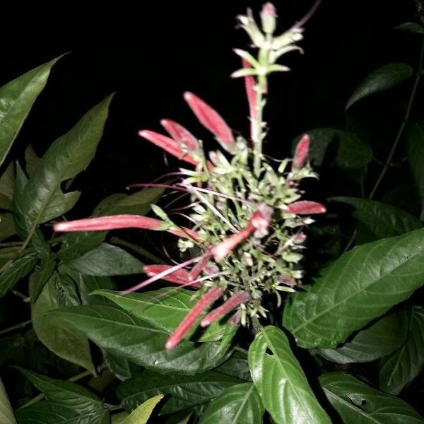 Dianthera secunda Flower