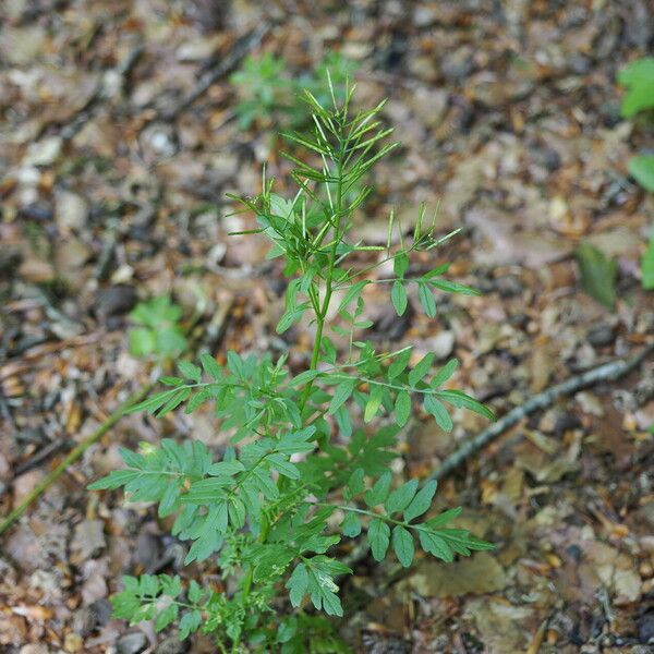 Cardamine impatiens Fruit