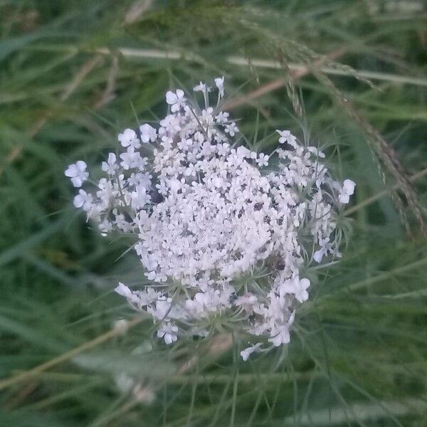 Daucus carota Flower