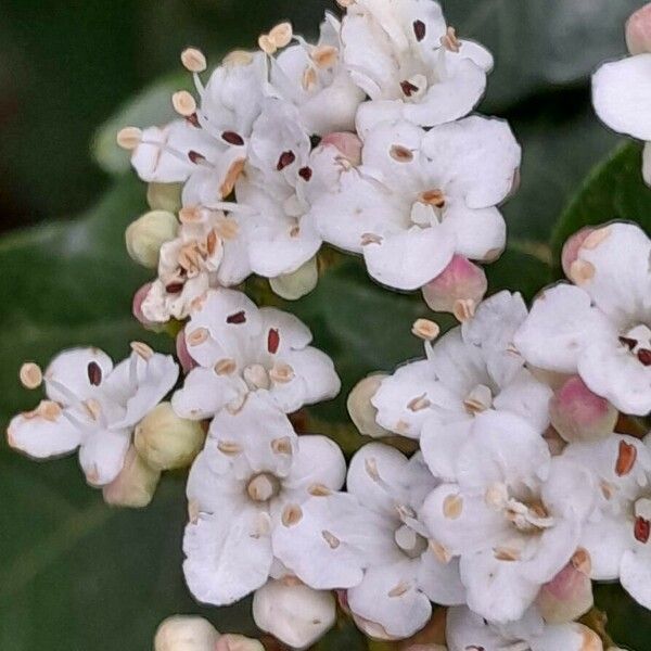 Viburnum tinus Flor