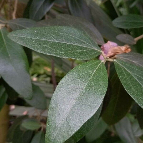 Lagunaria patersonia Leaf