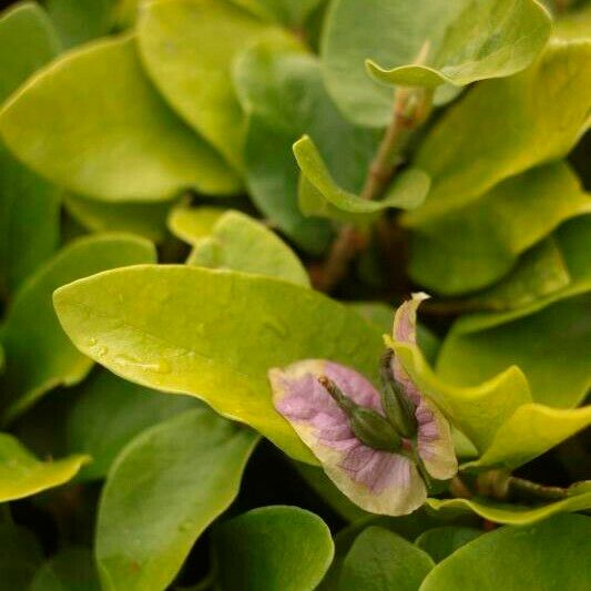 Ficus pumila ফল