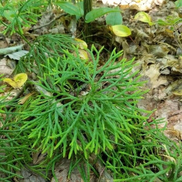 Lycopodium complanatum Folha