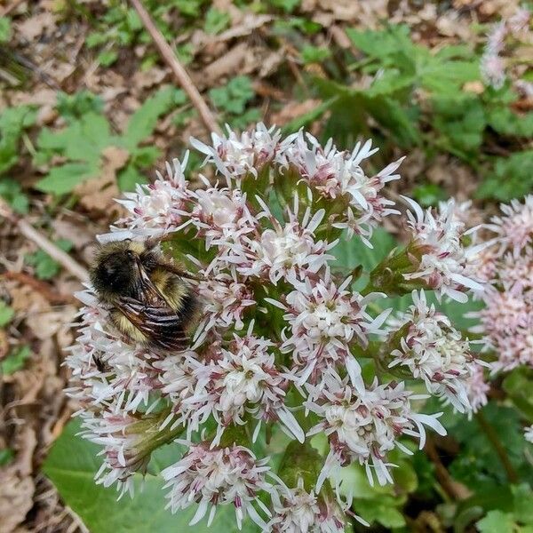 Petasites frigidus Flower