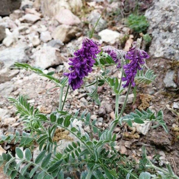 Vicia incana Other