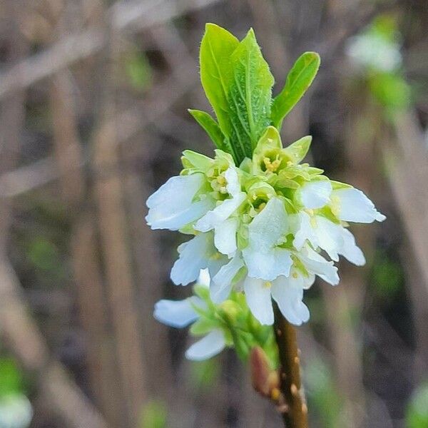 Oemleria cerasiformis 花