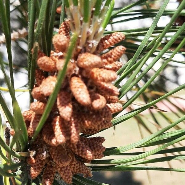 Pinus pinea Квітка