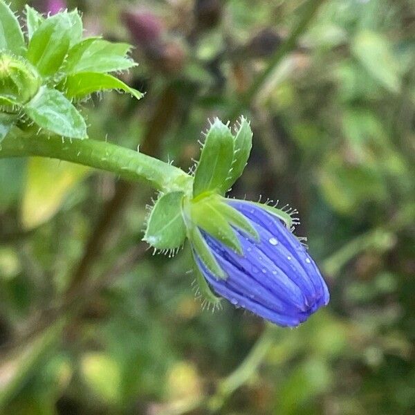 Cichorium endivia Λουλούδι