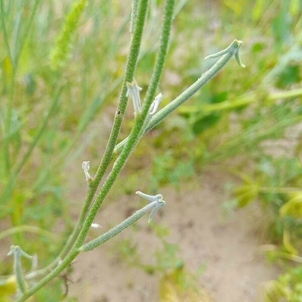 Matthiola longipetala Fruit