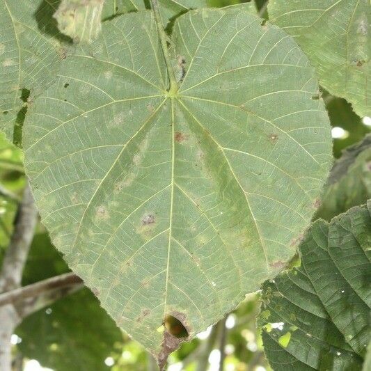 Dombeya pilosa Ліст