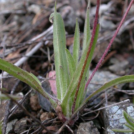 Agoseris heterophylla Лист