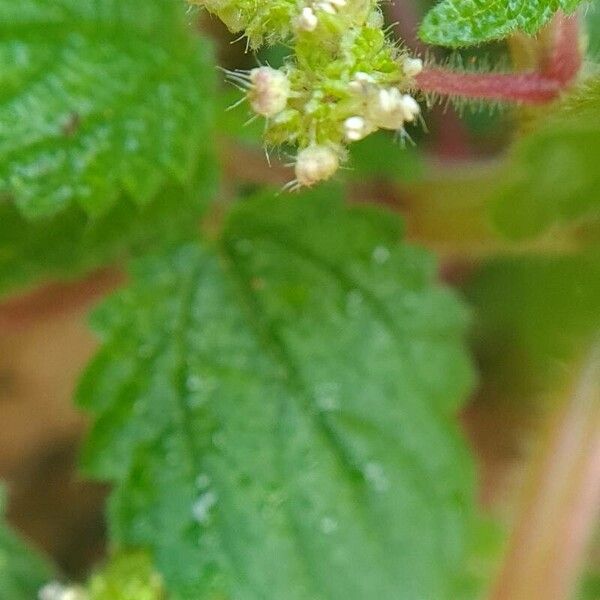 Laportea aestuans Blomma