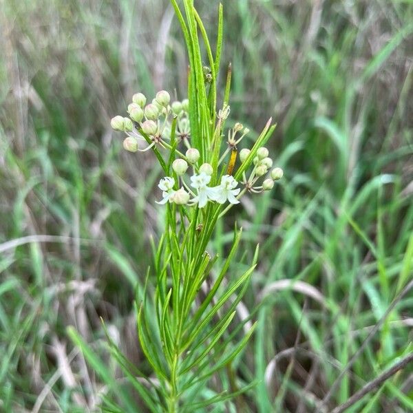 Asclepias verticillata Çiçek